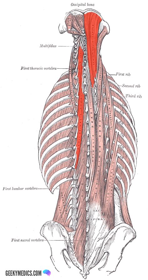 The muscular system is an organ system consisting of skeletal, smooth and cardiac muscles. Deep Back Muscles | Anatomy | Geeky Medics
