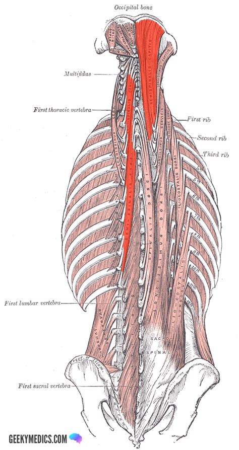 In addition to its origin or insertion, a muscle name may indicate a nearby bone or body region. Deep Back Muscles | Anatomy | Geeky Medics