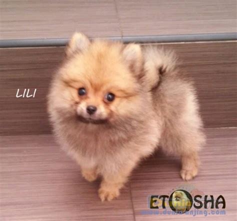 Kalau anda menyebut itu betina, berarti anda belum paham antara betina dan jantan pada jongkangan coklat. Dunia Anjing | Jual Anjing Pomeranian - Jual Anak Mini Pom ...