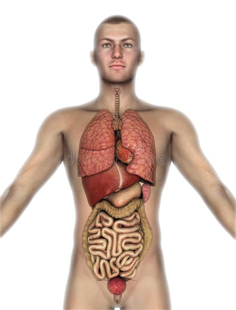 The male reproductive system is mostly located outside of the body. 3D Male Figure With Internal Organs Exposed Stock ...