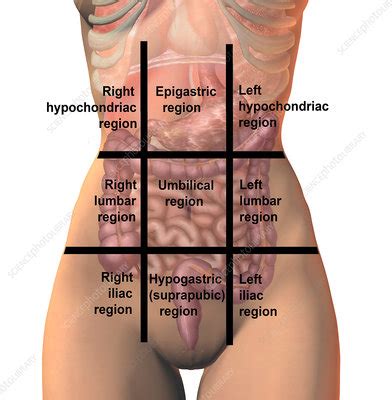 It is located just inferior to the stomach and takes up most of the space in the abdominal cavity. Regions of the abdomen, illustration - Stock Image - F017 ...