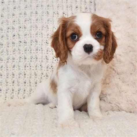 Cavapoo male puppy 9 months old. Bella - Adopted by Natasha from Bluffton, IN - Puppies By ...