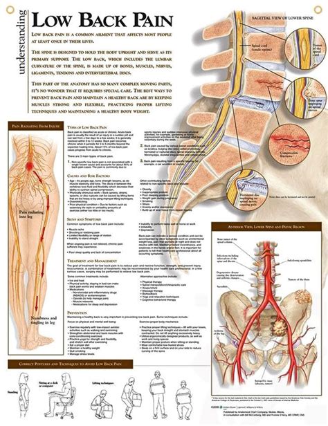 These muscles, including the gluteus maximus and the hamstrings, extend the thigh at the hip in support of the body's weight and propulsion. Pin on workouts