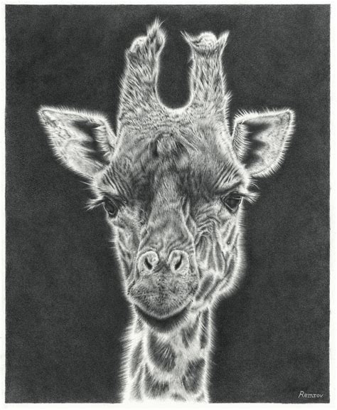 Baby animal illustrations google search baby animal. Remrov - Artist ExtraordinaireCreating Animal Awareness