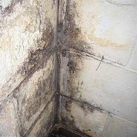 How to clean mold off basement walls. How to Clean Mold Off Basement Concrete Walls | eHow | Wet ...