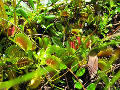Hours may change under current circumstances Trip to CP sites at Croatan National Forest(Pic heavy) : Photos of Other Carnivorous Plants