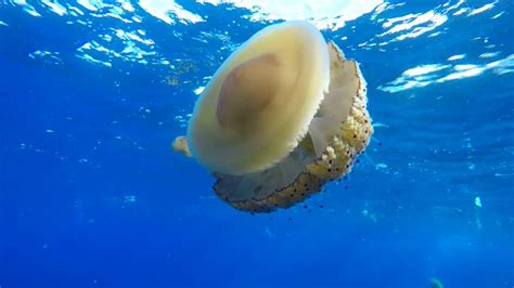 They can measure up to 35cm in diameter. VIDEO - Fried Egg Jellyfish | Fried egg, Ocean creatures ...