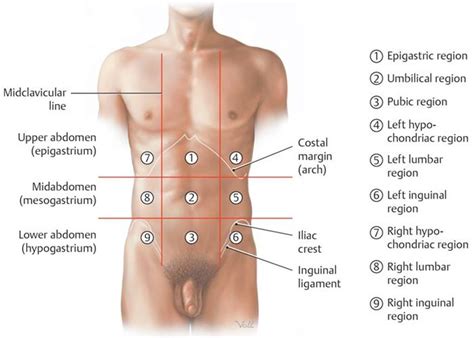 The right and left sides, and another that divides it into this article is about the four quadrants of abdominal organs. Lower Abdomen Anatomy Male