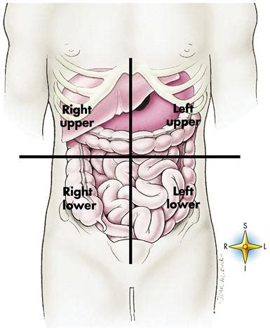 .of the anatomical boundaries and descriptions of these regions of the abdomen would be helpful in providing a uniform term when such pert of the these true quadrants of the abdomen are derived by drawing an imaginary vertical line through the surface of the middle of the abdomen, passing from. 1. Introduction to anatomy and physiology | Nurse Key