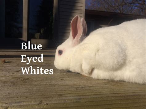 We did not find results for: New Zealand rabbit Rabbits For Sale | Bath Township, MI ...