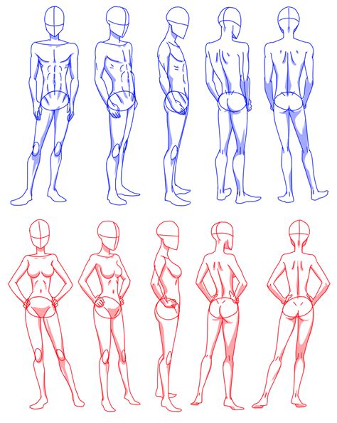 Body concept of anti aging half body women with tanga. Female Body Shape Drawing at GetDrawings | Free download