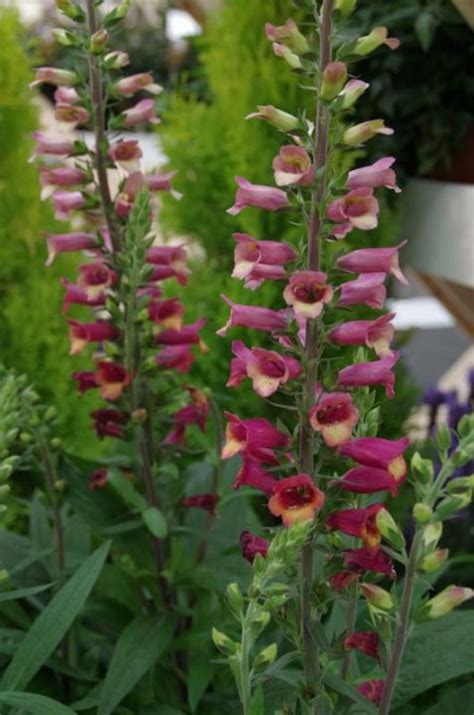 Vingerhoedskruid (digitalis purpurea) is een meerjarige plant die in steden zelfs spontaan kan groeien tussen de straatstenen. Digitalis × valinii 'Foxlight Plum Gold' (='Takfoplgo ...