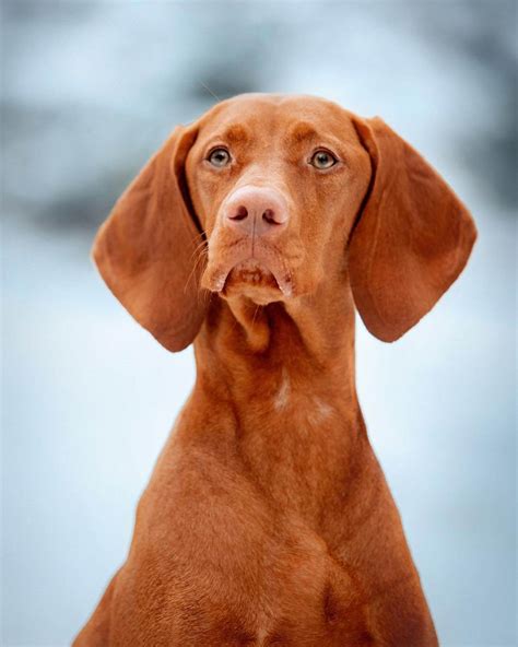 15 Cool Facts About Vizsla Dogs | The Dogman