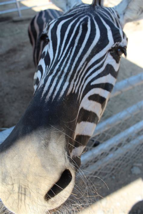 If you've got an animal lover in your life, then you've got to check out these seven petting zoos and farms that let you get up close and personal. Montebello Barnyard Zoo: Ever petted a Zebra? - Best ...