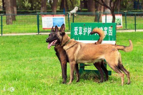 (lak) 黎巴嫩镑 (lbp) 利比亚第纳尔 (lyd) 卢旺达法郎 (rwf) 罗马尼亚新列伊 (ron) 马拉维客瓦查 (mwk) 马来西亚令吉 (myr) 马其顿第纳尔 (mkd) 毛里求斯卢比 (mur) 美元 (usd) 孟加拉塔卡. 優秀的工作犬之王、比利時馬林諾斯牧羊犬 - 每日頭條