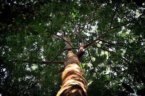 Girl, 7, is going to get stuck on the moon! Tun M Declares Merbau As Malaysia's National Tree