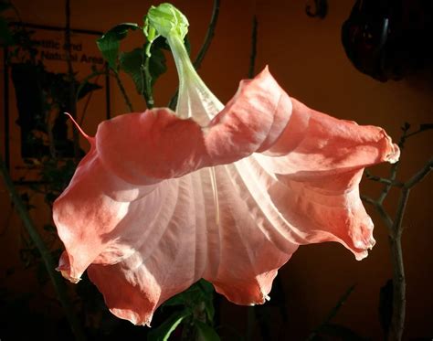 The toxic effect of the plant is mainly attributed to atropine and scopolamine, their chemical compounds, pharmacological and toxicological activity of brugmansia suaveolens: Brugmansia : BotanicalPorn