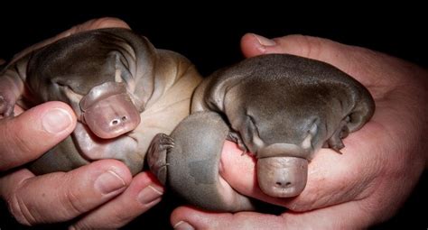 You can come across such exotic pets as crocodiles, elephants, tigers, spiders, cobras, camels and lizards. Can You Have A Platypus As A Pet? (Should You ...