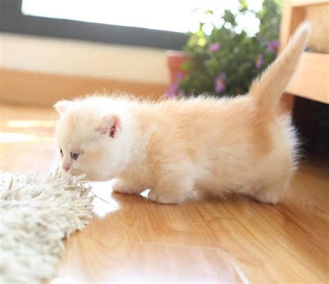 Munchkin cats are one of the cutest breeds of cats, with their short legs and. Munchkin Cats For Sale | Philadelphia, PA #218564