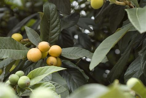 Check spelling or type a new query. yellow fruit tree picture.JPG Hi-Res 720p HD