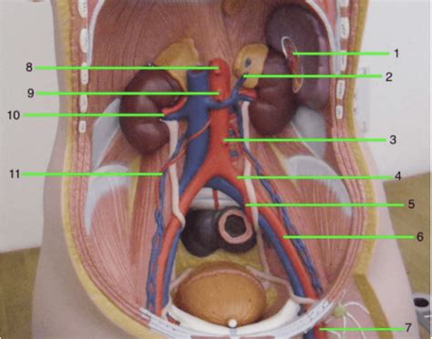 Jul 29, 2021 · labeled diagram the best way to kick off your revision is with a urinary system diagram which clearly shows all of the structures found within. Abdominal blood vessels