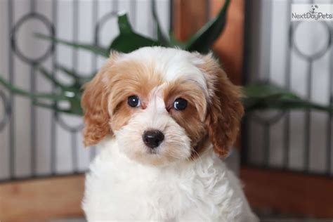 She is engaging and easy to get along with. Kimchi: Cavapoo puppy for sale near Ft Myers / SW Florida ...