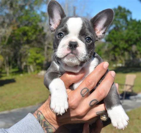 If you need a reputable english bulldog breeder, you've come to the right website. Available Puppies | AKC FRENCH BULLDOG PUPPIES BREEDER in ...