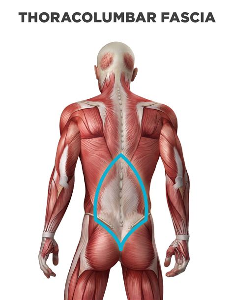 Numbness of the muscles and skin. How to Remedy Thoracolumbar Fascia Back & Spine Pain