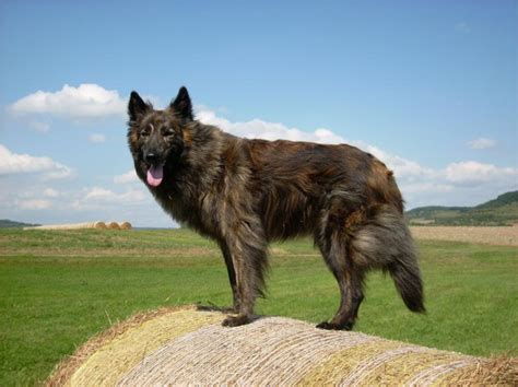 Der gründer dieser rasse kapitän max von stephanitz züchtete die tiere zum arbeiten. Holländischer Schäferhund (Langhaar) » VDH Rasselexikon 2021