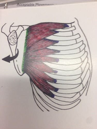 You may also find triceps, lateral head brachialis anatomynote.com found chest muscle anatomy from plenty of anatomical pictures on the internet. Serratus Anterior (chest Muscles) | Chest muscles, Human ...