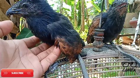 Yang mana jumlah burung dewasa kurang lebih suara kicauan burung endemik ini justru kerap terdengar ketika usianya masih muda. SUARA BURUNG BUBUT JAWA MERINTIH - YouTube