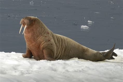 Walruses are carnivores, but they aren't ferocious hunters. Walrus Facts, History, Useful Information and Amazing Pictures