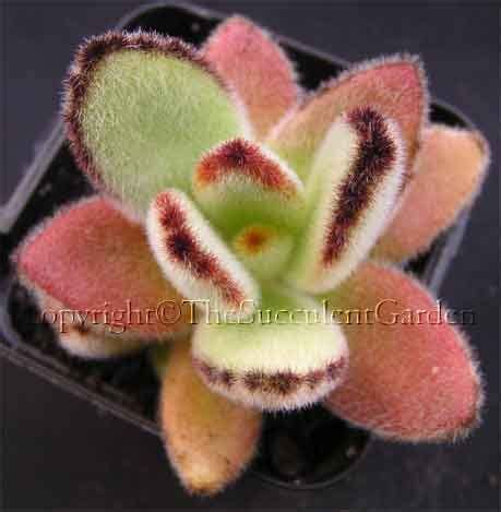 The first thing you need to learn is how to remove the offsets from. Kalanchoe tomentosa 'Blue Boy'...I need this one ...