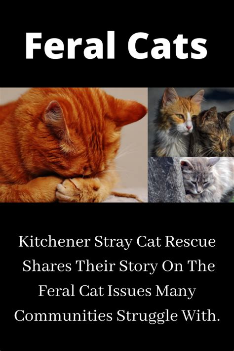 After spay, neuter and return, then what? Feral Cats in 2020 | Feral cats, Cats, Cat rescue