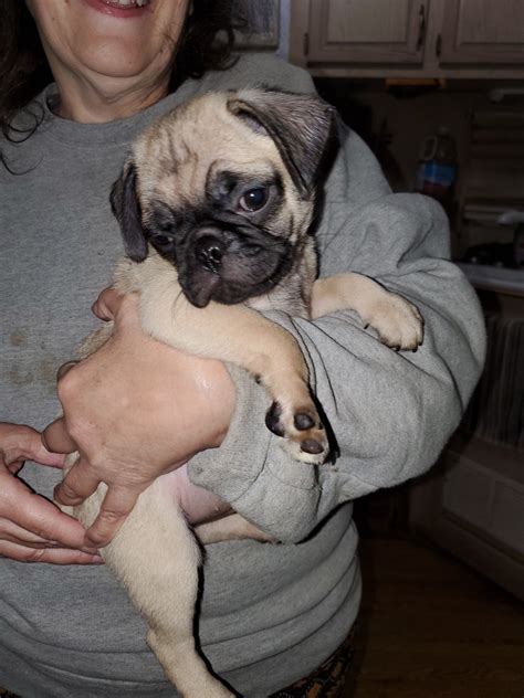 Adding a pug puppy to your home is an amazing and fulfilling experience that you and your family will never. Pug Puppies For Sale | Granbury, TX #312772 | Petzlover