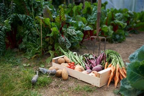 In most of the state, the hot summer temperatures make vegetable gardening a this means that sometimes, particularly in the west and central portions of the state, a vegetable garden will fall victim to a late frost or freeze. Start a vegetable garden | Better Homes and Gardens