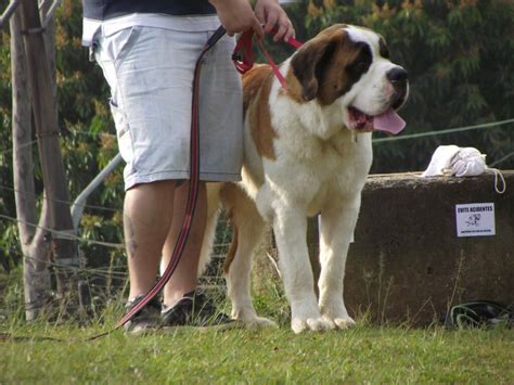 Die bilder werden außerdem vom administrator aktualisiert. Die Bedeutung der Hund-Mensch-Beziehung - So Vertrauen ...