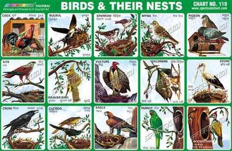 Birds use nests to protect eggs and nestlings from predators and adverse weather. birds and their nests with names के लिए चित्र परिणाम ...
