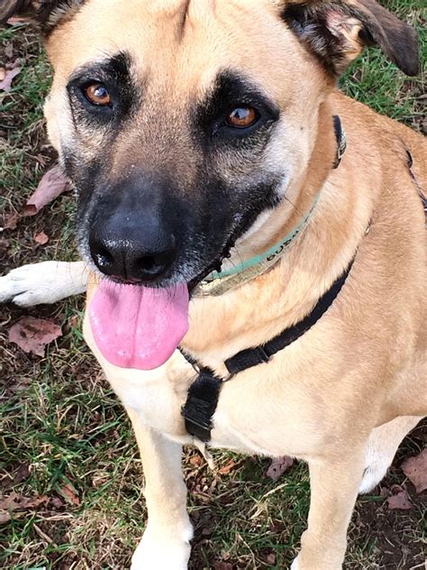 His puppy shots and deworming are ongoing. Lab Puppies Michigan Rescue - Pets and Animal Galleries