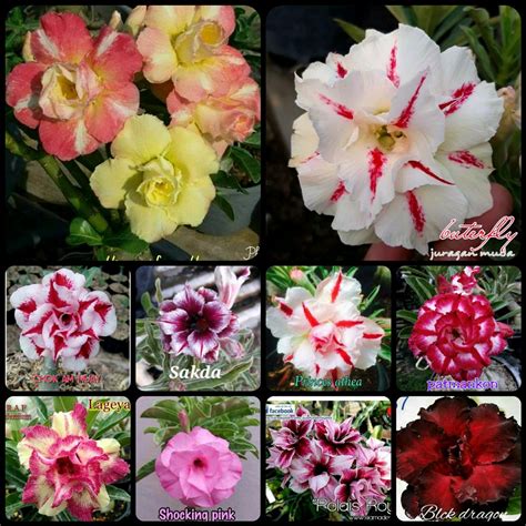 Bunga alam taman tanaman kelopak flora merah desert rose bloom. Menakjubkan 18+ Gambar Bunga Adenium Tumpuk - Gambar Bunga ...