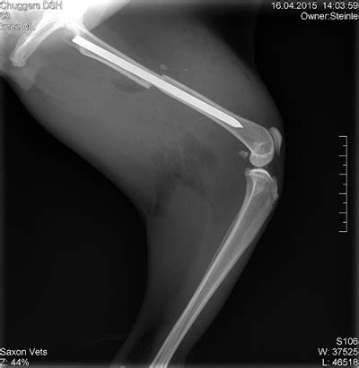 How much does a broken leg cost? Microchip Your Pets | Stories From The Surgery | Petplan