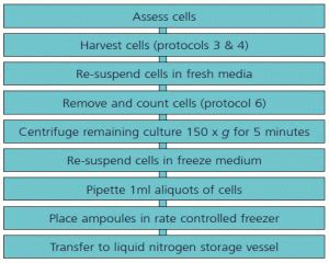 In this review, we provide an overview of the most significant issues with which the stem cell research community should be familiar. Preservation Of Animal Cell Culture in 2020 | Animal cell ...