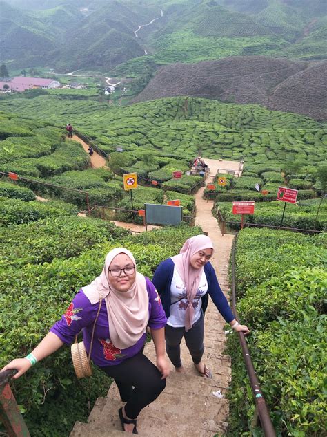 Walaupun kawasan tanah rendah dan cuaca panas, teh lemon. Spice of My Life: Cameron Highland : Ladang Teh Bharat