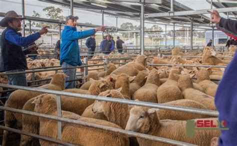 Matt nixon, american pest management. Trade lamb prices surge and Ballarat sets $354 Victorian ...