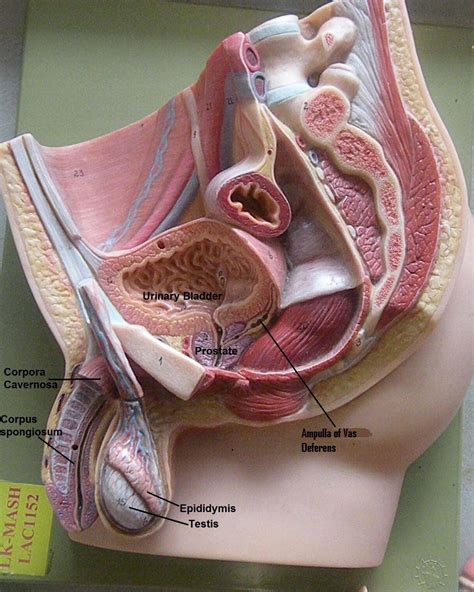 Medically reviewed by the healthline medical network — written by the healthline editorial team — updated on january 20, 2018. PSC: Anatomy and Physiology 2: Male Reproductive System: Cross Section