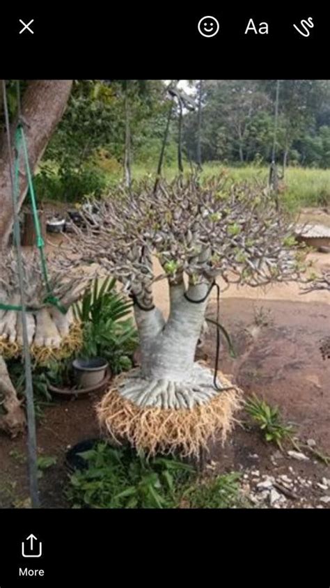 Check out our thick trunk bonsai selection for the very best in unique or custom, handmade pieces from our shops. Thick twin trunk adenium bonsai shown here hanging to dry ...