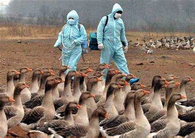 La cepa más reciente de la gripe aviar, h5n8, se diferencia genéticamente de la cepa encontrada en 2014 en corea del sur, china y japón. Gripe aviar: se ha encontrado el antídoto de todas las ...