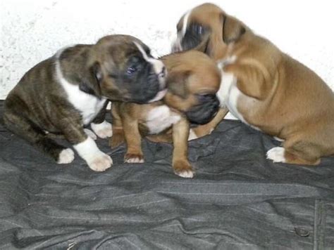 We are certified akc boxer puppies breeders crestview boxer puppies… a loving. AKC Registered Boxer Pups for Sale in San Antonio, Texas Classified | AmericanListed.com