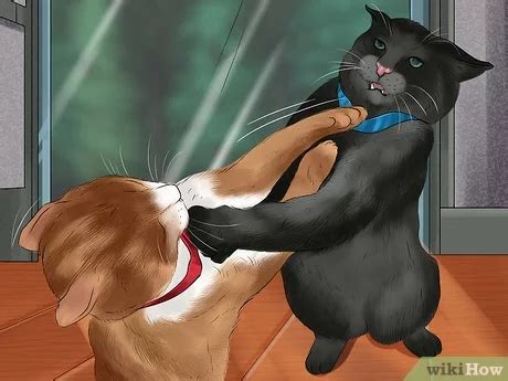 A cat that always gets into fights may be suffering from excess aggression or they may simply have poor socialisation skills. How to start a cat fighting ring. : disneyvacation