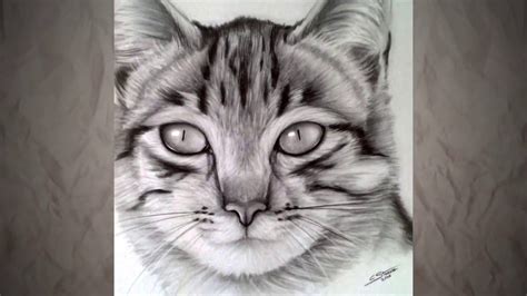 Dessin un chat simple et base, vous aider à pratiquer observations comment dessiner un chat, car il est nécessaire pour vos compétences en dessin! dessin chat realiste - Le dessin facile de chat et manga